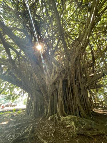 Banyan.
