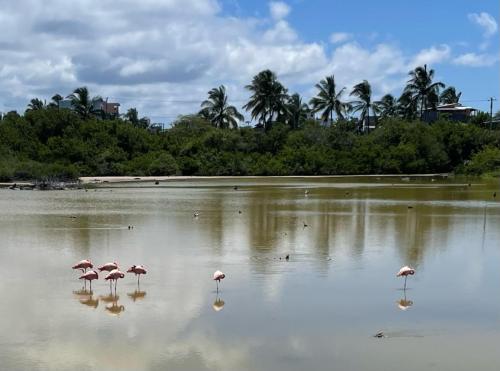 Welcher ist es bloß?