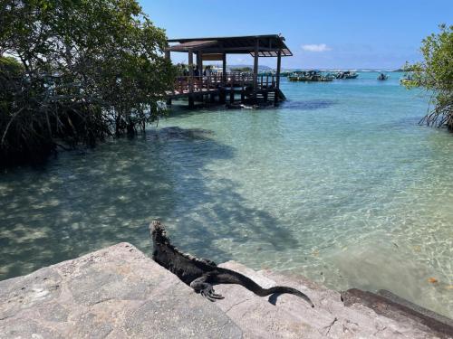 Späherleguan Lorenzio.