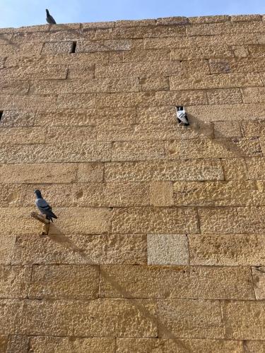 Touched by the Gods.