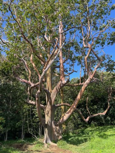 Regenbogeneukalyptus.