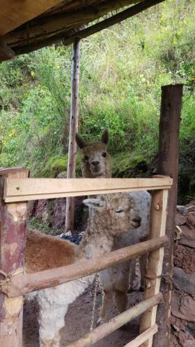 Retreat-Mitbewohner.