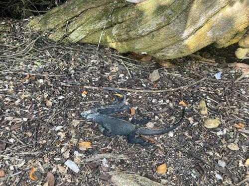 Zu zweit kuschelts sich am Besten.