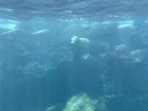 Seelöwen-Kindergarten.