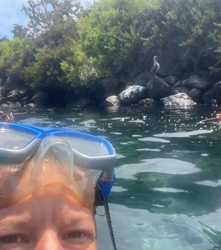 Zwei Blaufußtölpel.